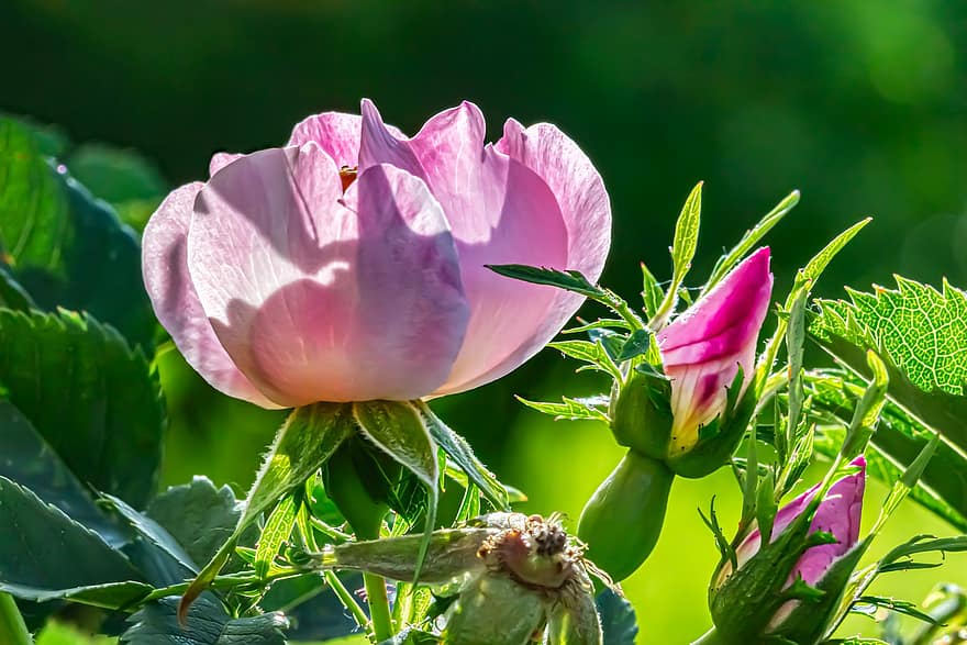 Flores de rosa mosqueta, escaramujo, las flores, flora, primavera, naturaleza, Flores rosadas, floración, verano, planta, flor