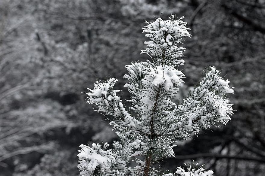 дерево, иглы, сосна, веточка, снег, мороз, холодно, время года, лес, зима