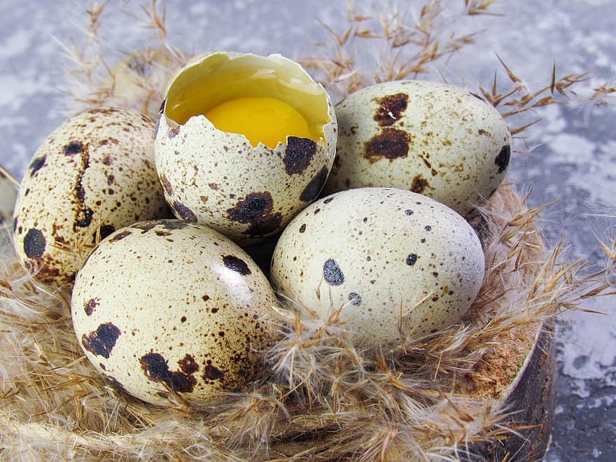 des œufs, oeufs de caille, oeufs bio, nid, nid d'oiseau, vitellus, jaune d'œuf, aliments, oeuf animal, nid animal, fermer