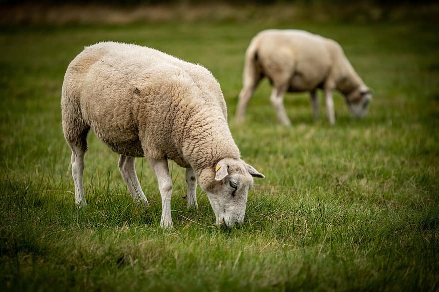 những con cừu, động vật, động vật có vú, hàng tồn kho, cừu nhà, động vật nhai lại, móng guốc, phong cảnh, Thiên nhiên, đồng cỏ, cỏ