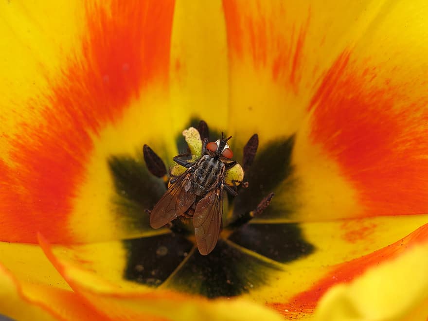 Mucha bławatek, tulipan, zapylanie, kwiat, owad, kwitnąć, Natura, latać, makro, zbliżenie, żółty