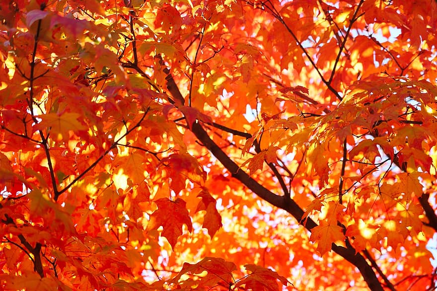 mùa thu, lá, tán lá, lá mùa thu, tán lá mùa thu, Màu sắc mùa thu, rơi lá, lá rụng, Rơi màu, lá cam, tán lá cam