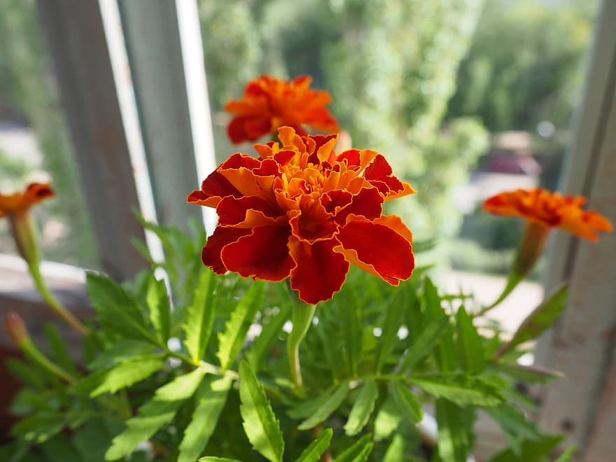 мексикански невен, оранжеви цветя, къщно растение, градина, tagetes erecta