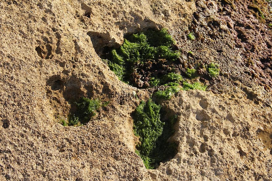 rotsen, kalksteen, zeewier, strand, zee, natuur, steen, zand, vuil, zomer, groene kleur