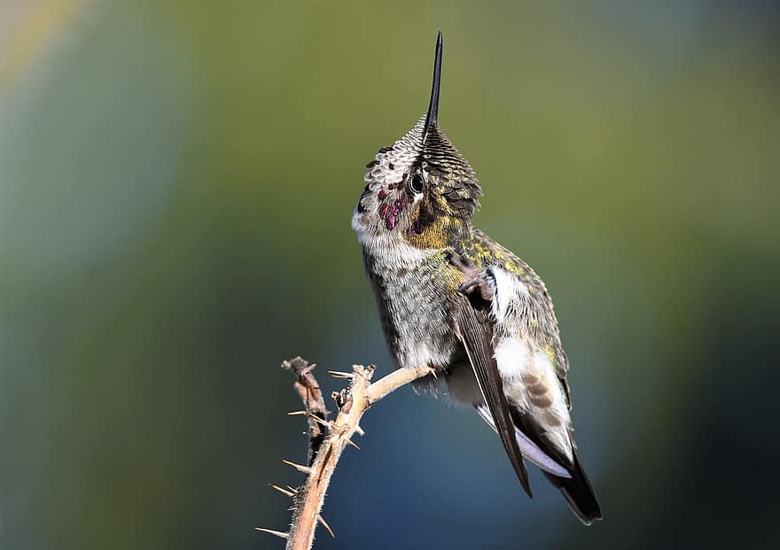 colibri, oiseau, animal, colibri d'Anna, faune, perché, plumage, le bec, petit, branche, fermer