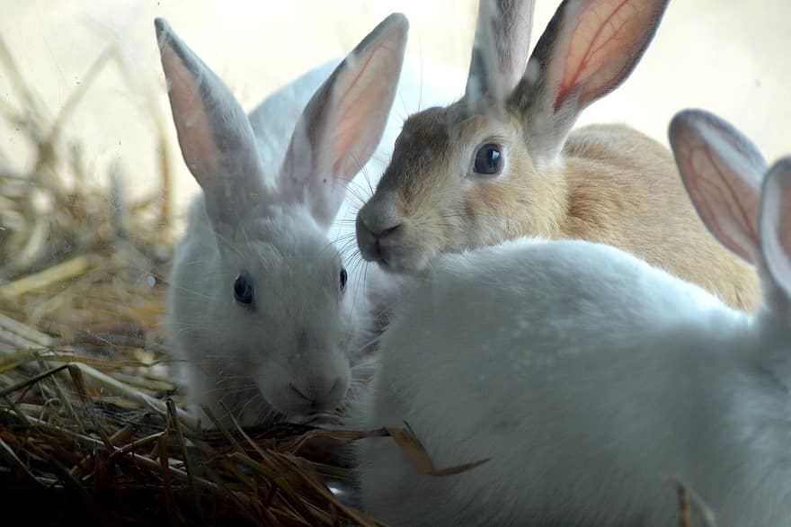 kaniner, dyr, pattedyr, spise, pels, kæledyr, whiskers, hvid kanin
