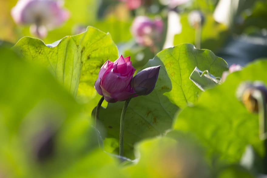 Lotus çiçeği, çiçek mevsimi olabilir, parlak renkler, Serin Koku