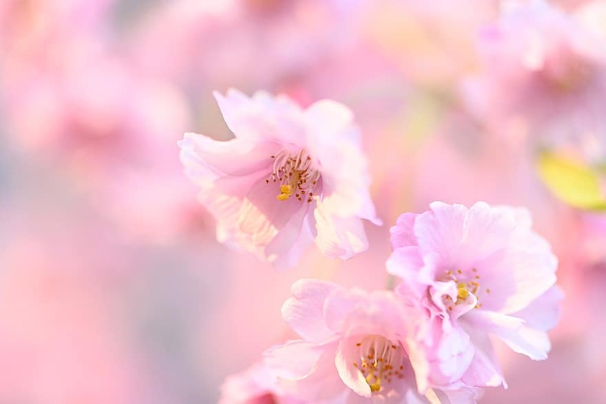 Kirschblüten, Blumen, Frühling, pinke Blumen, Sakura, blühen, Ast, Baum, Pflanze, Natur