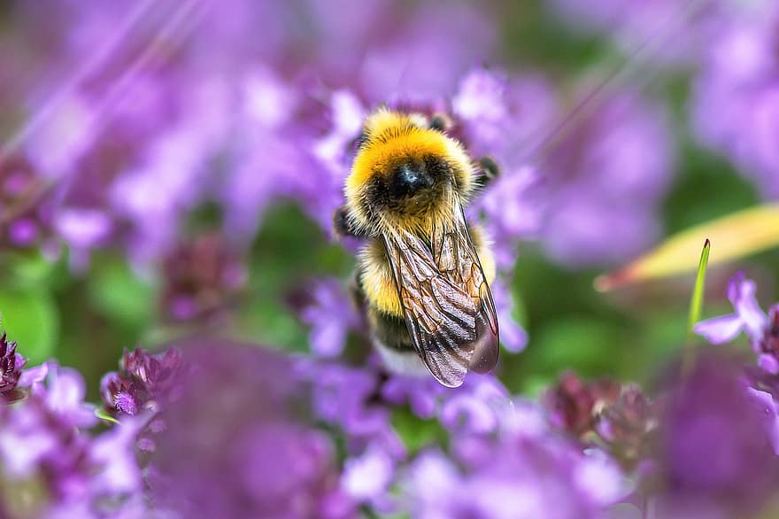 Hummel, Pollination, Flowers, Lavenders, Pollinate, Insect, Bee, Hymenoptera, Winged Insect, Entomology, Flora