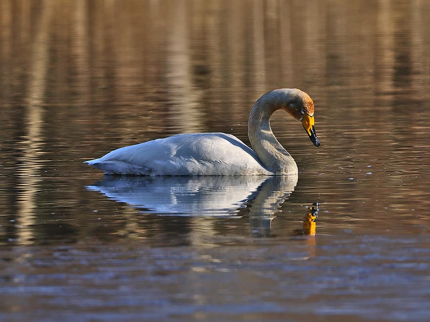 Swan, Bird, Lake, Whooper Swan, Waterfowl, Water Bird, Aquatic Bird, Animal, Feathers, Plumage, Water
