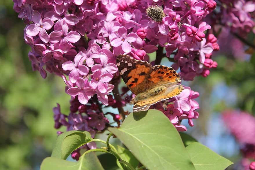 Flowers, Butterfly, Pollination, Spring, Nature, Lilac, Garden, close-up, flower, summer, multi colored