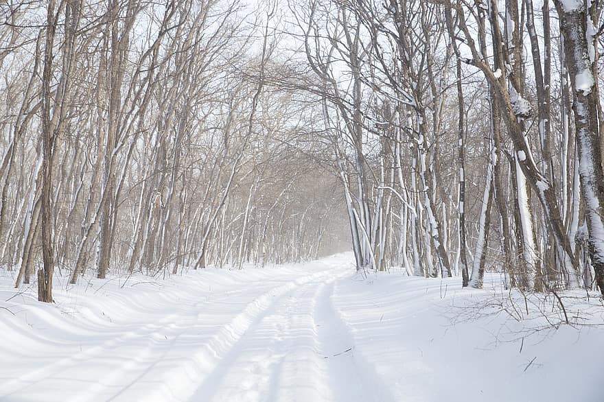 природа, зима, деревья, время года, на открытом воздухе, дорожка, асфальт, метель, лес, снег, дерево