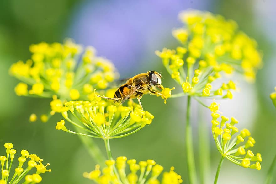 Bie, insekt, pollinere, pollinering, blomster, bevinget insekt, vinger, striper, natur, Hymenoptera, entomologi