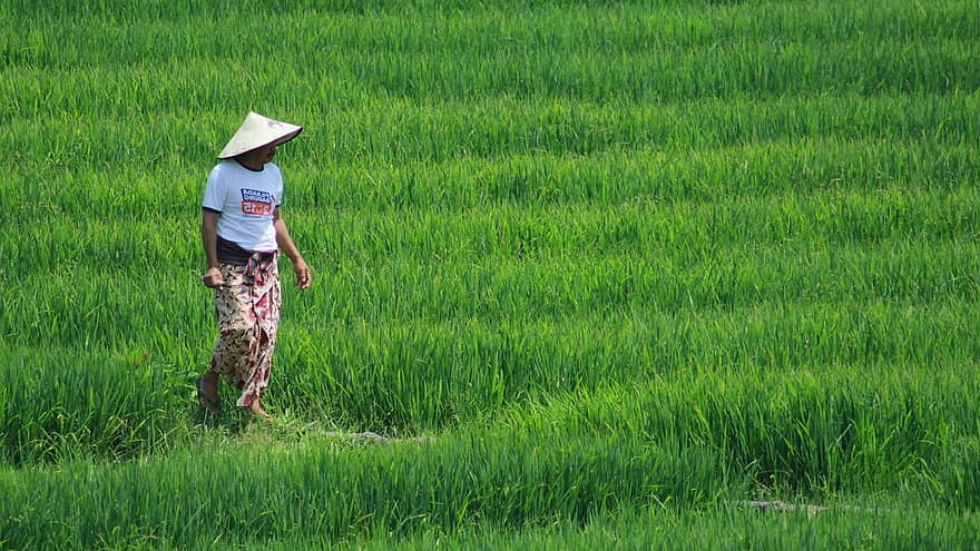 veld-, rijst, rijstveld, boer, man, landbouw, natuur, Bali, farm, mannen, landelijke scène