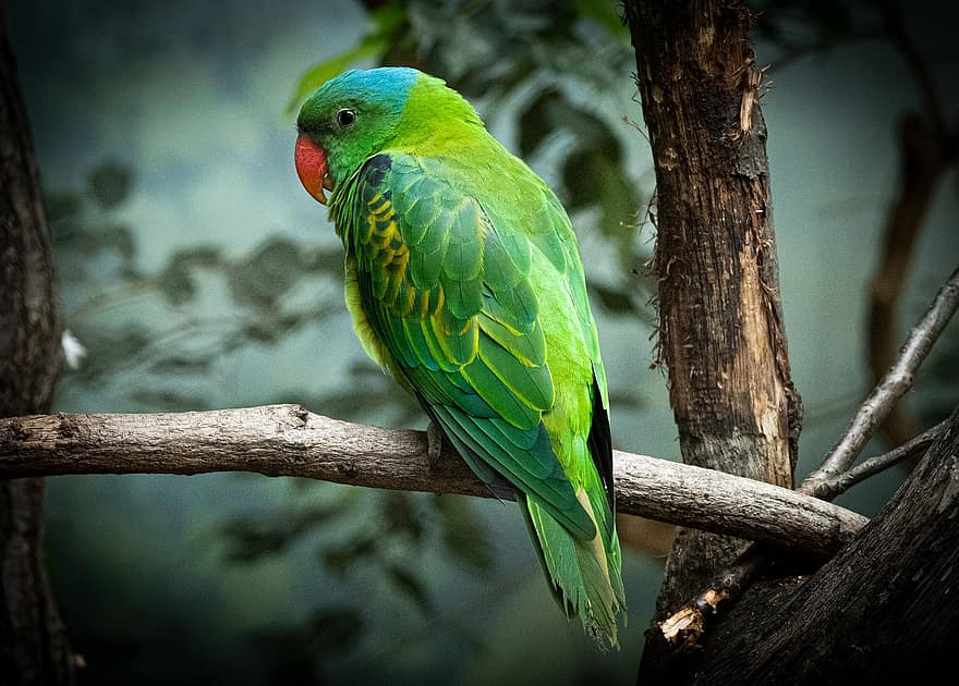 Bird, Parrot, Beak, Plumage, Wings, Colorful, Tree, Branch