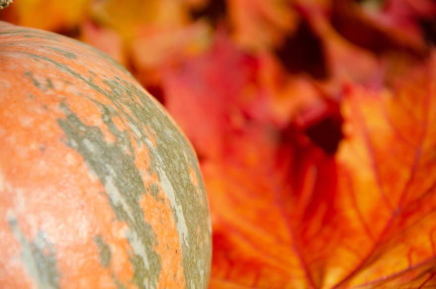 Pumpkin, Leaves, Agriculture, Foliage, Harvest, Organic, Ripe, Autumn, Colorful, Natural, Vegetable