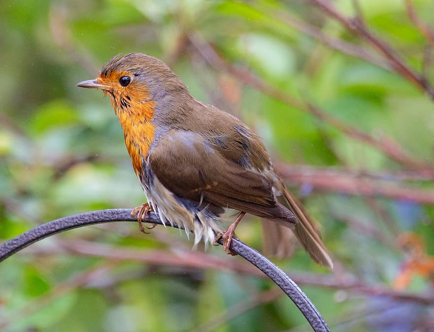 robin redbreast di pohon, robin, robin redbreast, bertengger, burung penyanyi, burung, alam, sayap, margasatwa, penerbangan, bulu