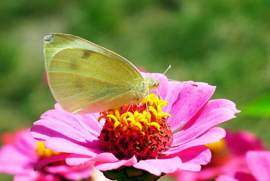 Butterfly, Cabbage White, Flower, Pollination, Insect, Cabbage Butterfly, White Butterfly, Zinnia, Bloom, Blossom, Flowering Plant