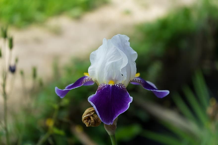 iris, flor, floración, pétalos, Pétalos de iris, flora, naturaleza