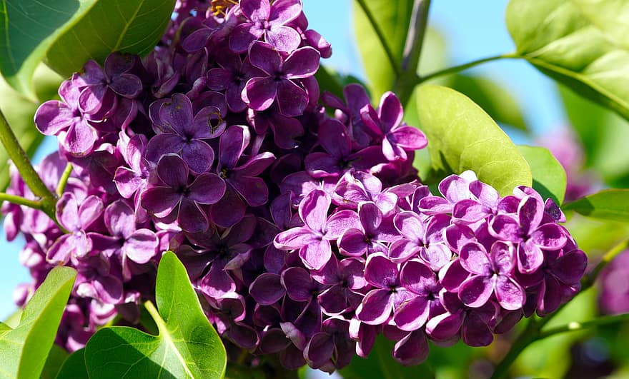 Lilac, Plant, Lilac Branch, Blossom, Bloom, Garden, Spring, Nature