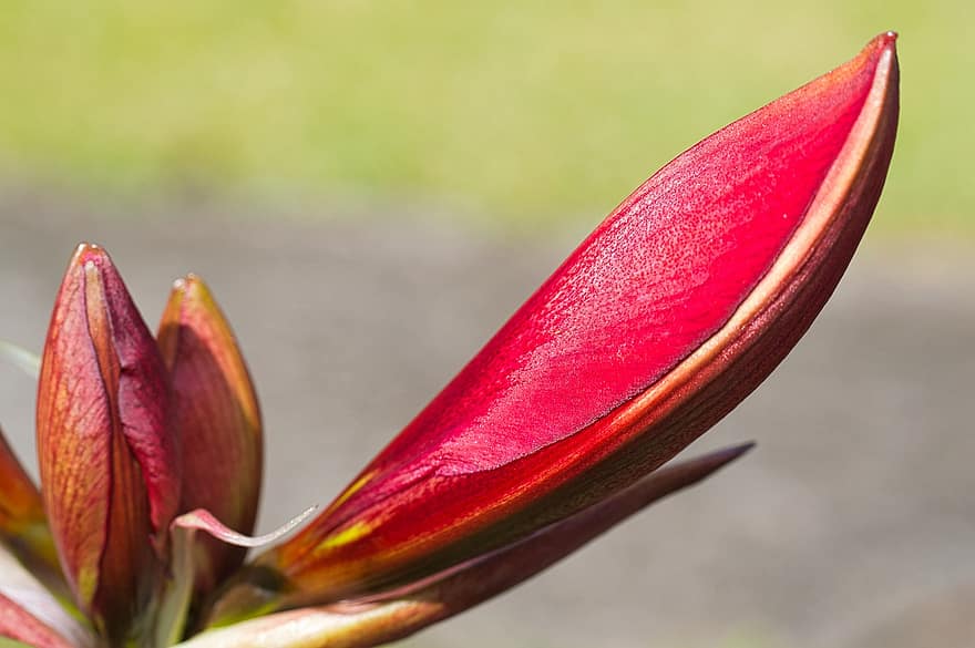 amaryllis, blomst, knop, rød blomst, rød blomsterknop, flora, plante, have, natur, makro