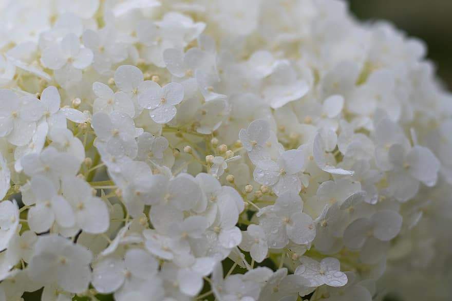 Hortenzija Annabelle, hortenzija, ekrāna zieds, balts, lietus, zieds, sierheesteris, dārzs