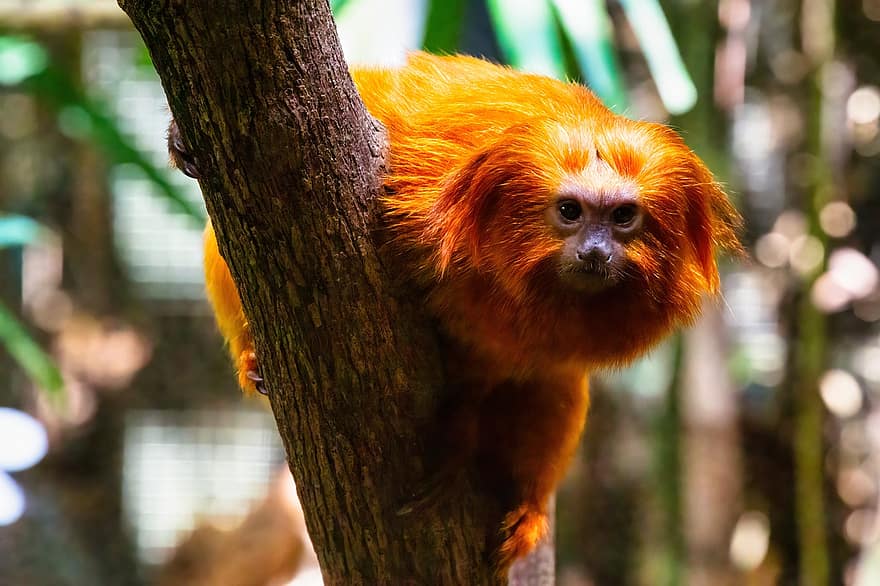 primát, opice, zvíře, druh, fauna, les, zvířata ve volné přírodě, roztomilý, strom, tropický deštný prales, detail