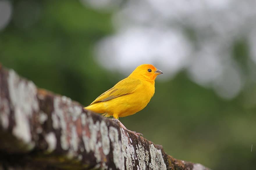 Bird, Canary, Ornithology, Species, Fauna, Avian, Wildlife, Beak, Pens, feather, yellow