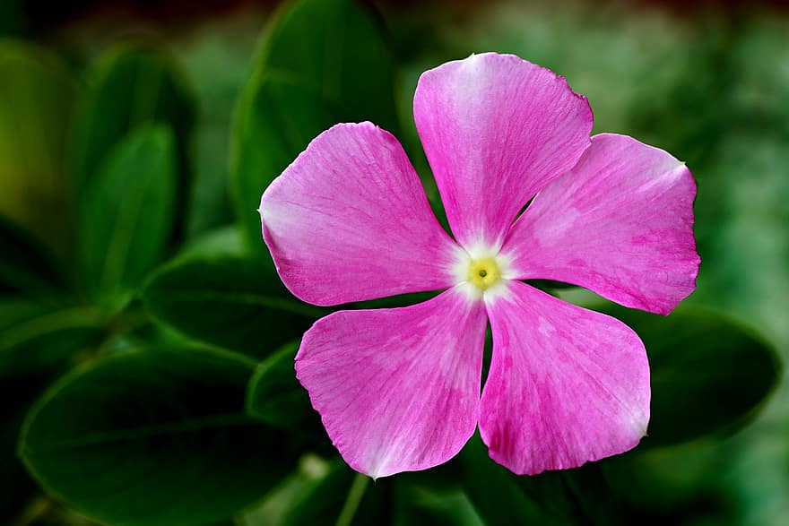 розовый цветок, Мадагаскар Барвинок, розовый барвинок, сад, цветок, Флора