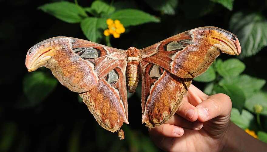 mariposa, insecto, insecto con alas, alas de mariposa, mano, fauna, naturaleza
