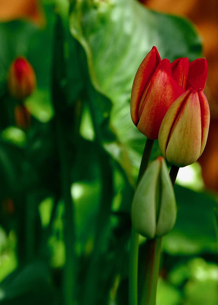 tulipes, brots, pètals, florint, flora, floricultura, horticultura, botànica, naturalesa, jardí, jardí de flors