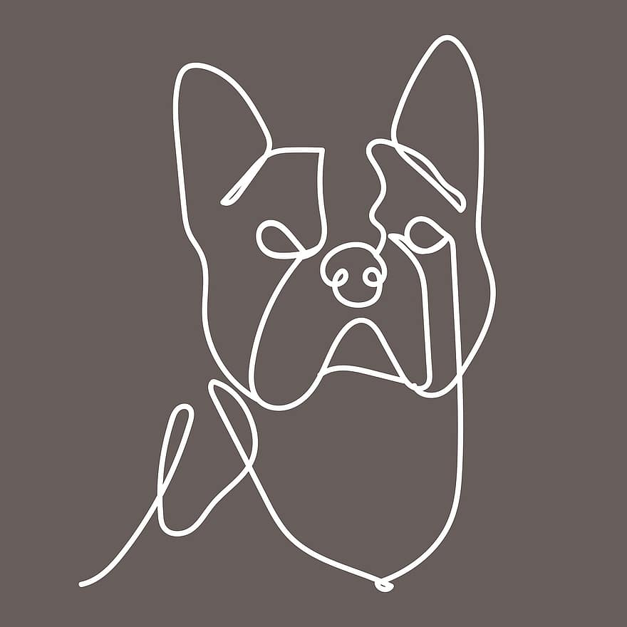 hond, Franse bulldog, lijn kunst, huisdier, dier, huiselijk, hoektand, zoogdier, rasecht, tekening, achtergrond