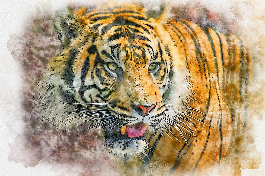 tiger, katt, kattdjur, däggdjur, exotisk, rovdjur, natur, farlig, vilda djur och växter, vildkatt, digital manipulation