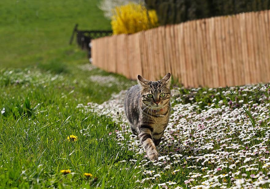 kaķis, kaķēns, pļava, kaķu kaķis, dzīvnieku, zāli, ziedi, izteiksmīga, mājdzīvnieks, pet, kaķi