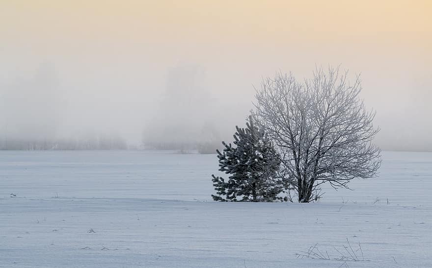 hiver, la nature, saison, neige, brouillard, gel, arbre, paysage, forêt, la glace, scène rurale