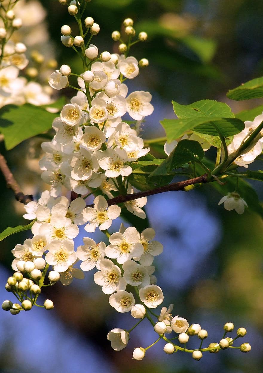 White Flowers, Inflorescence, Small Flowers, White Petals, Petals, Blooming, Blossoming, Flora, Floriculture, Horticulture, Botany