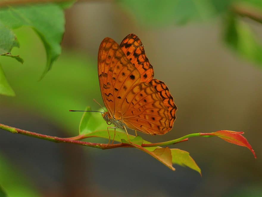 Great Spangled Fritillary, Butterfly, Insect, Leaves, Animal, Wings, Plant, Garden, Nature