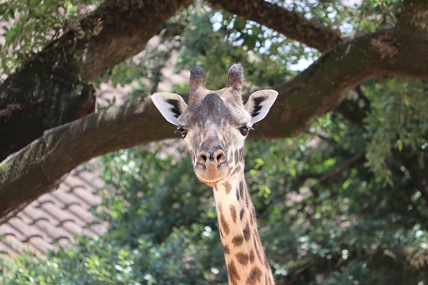 жираф, животно, бозайник, дългокрака, дълго гърло, зоологическа градина, дивата природа, природа, див