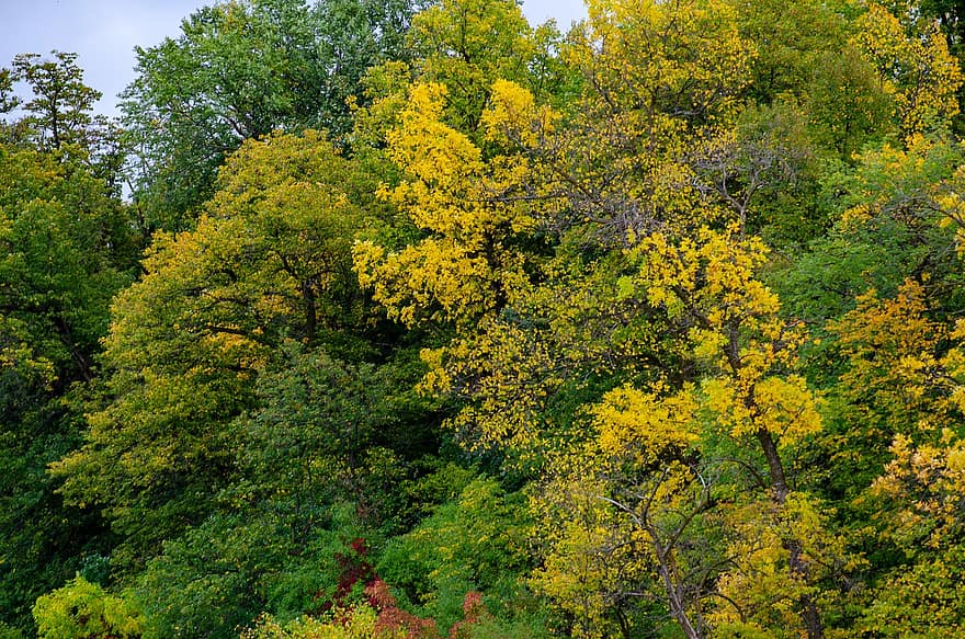 musim gugur, pohon, Daun-daun, dedaunan, dedaunan musim gugur, warna musim gugur, jatuh dedaunan, daun jatuh, winnipeg, manitoba, Kanada