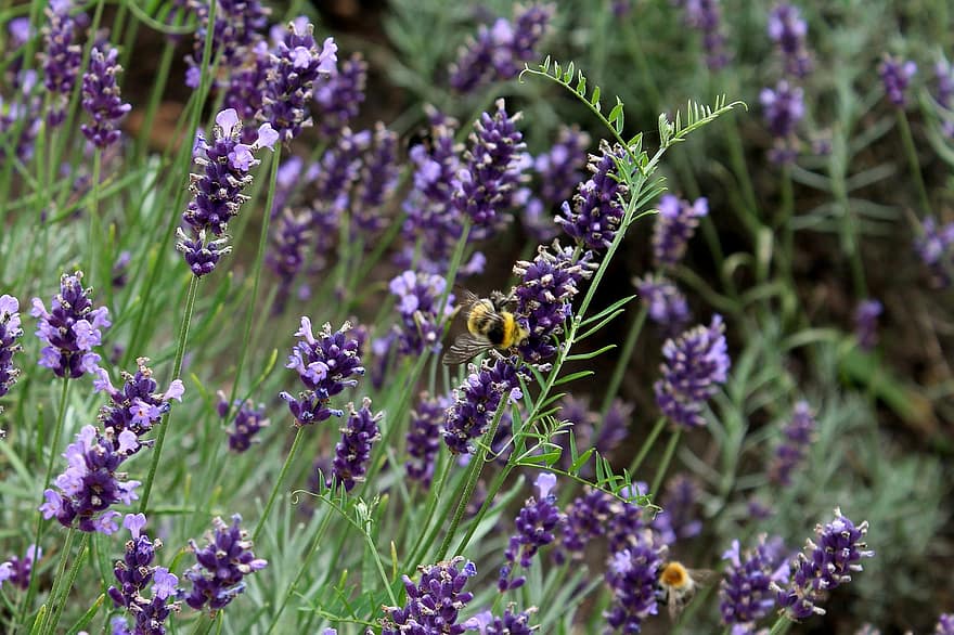 lavande, des abeilles, fleurs, la nature, Floraison, fleurs violettes, Prairie, jardin, fleur, violet, été