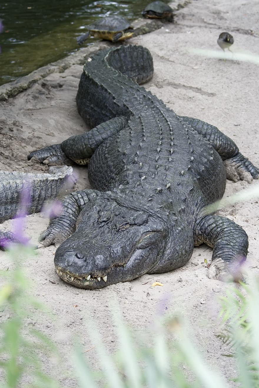 крокодил, животное, рептилия, аллигатор, воды, опасно, хищник, живая природа