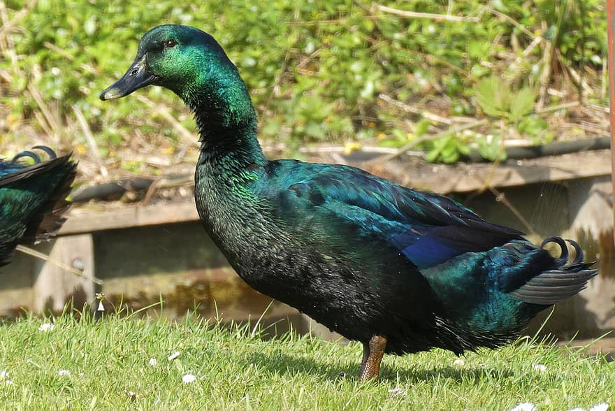 πουλί, Cayuga Duck, ορνιθολογία, πάπια, υδρόβιο πτηνό, αγρόκτημα, πράσινα φτερά, φτερό, ράμφος, πράσινο χρώμα, πολύχρωμα