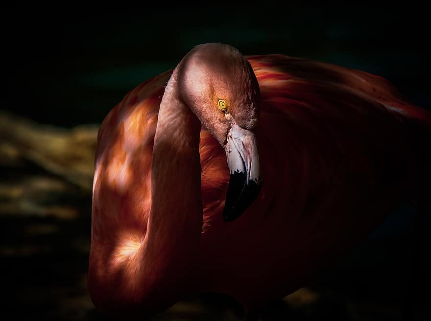 flamingo, burung, hewan, alam, menakjubkan, burung merah muda, paruh, binatang di alam liar, bulu, merapatkan, kepala hewan