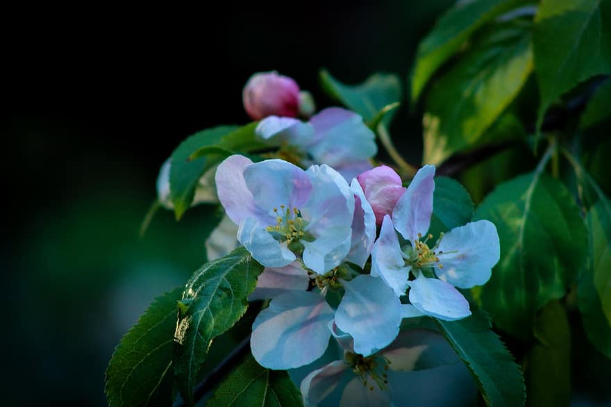 ябълкови цветове, цветя, цвят, градина, природа, листо, растение, едър план, цвете, лято, венчелистче