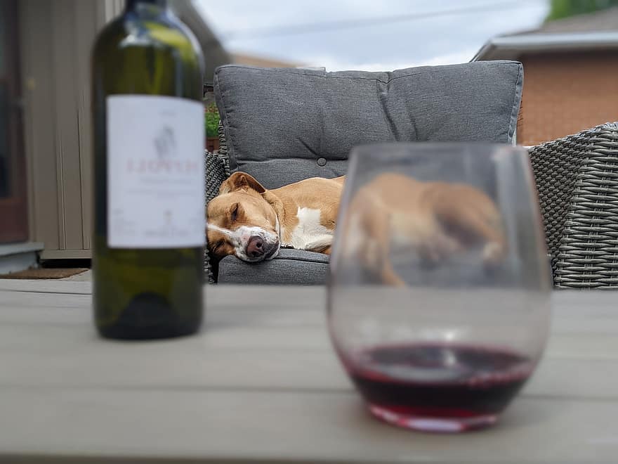 パティオ、裏庭、裏庭の生活、ワイン、アルコール、ワインを飲む、パティオライフ、犬の生活、外食、犬、ペット