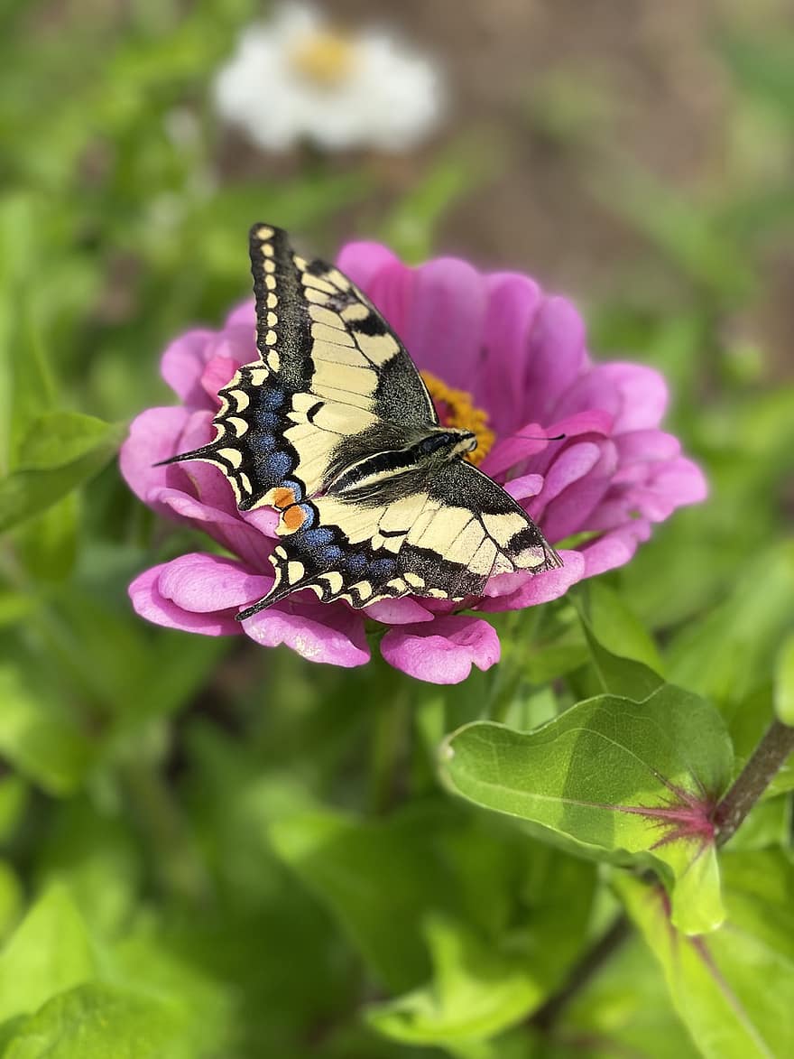 swallowtail drugelis, drugelis, gėlė, Zinnina, sparnai, vabzdys, apdulkinimas, augalų, pobūdį, vasara