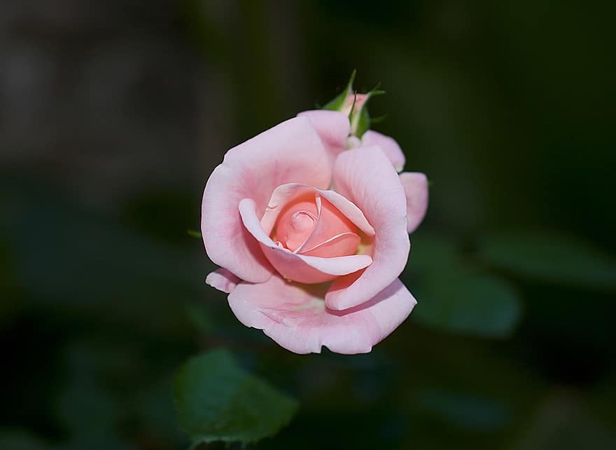 розова роза, розово цвете, роза, цвете, растение, храст от рози, градина, пружина, едър план, венчелистче, листо