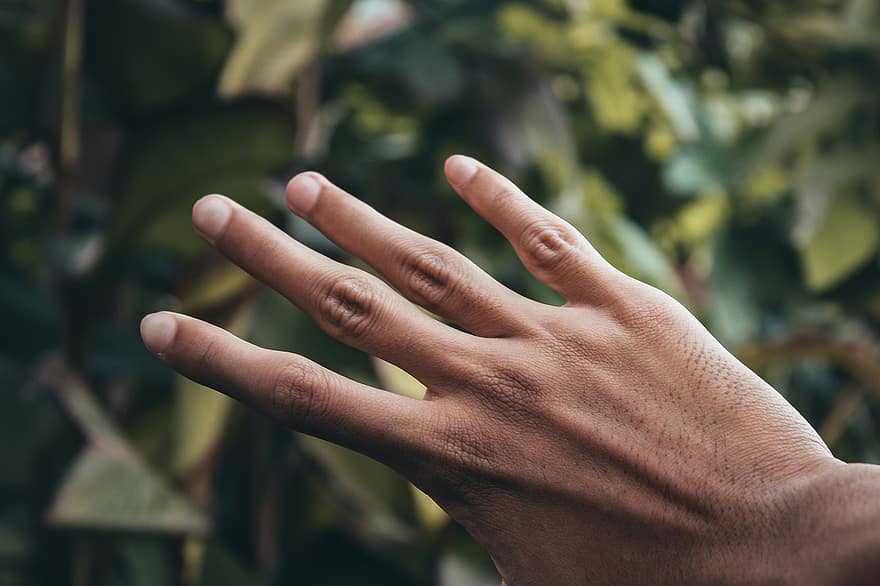Hand, Finger, braune Haut, asiatisch, Blätter, Asiatische Hand, Mensch, Mann, Person, Nägel, Hintergrund