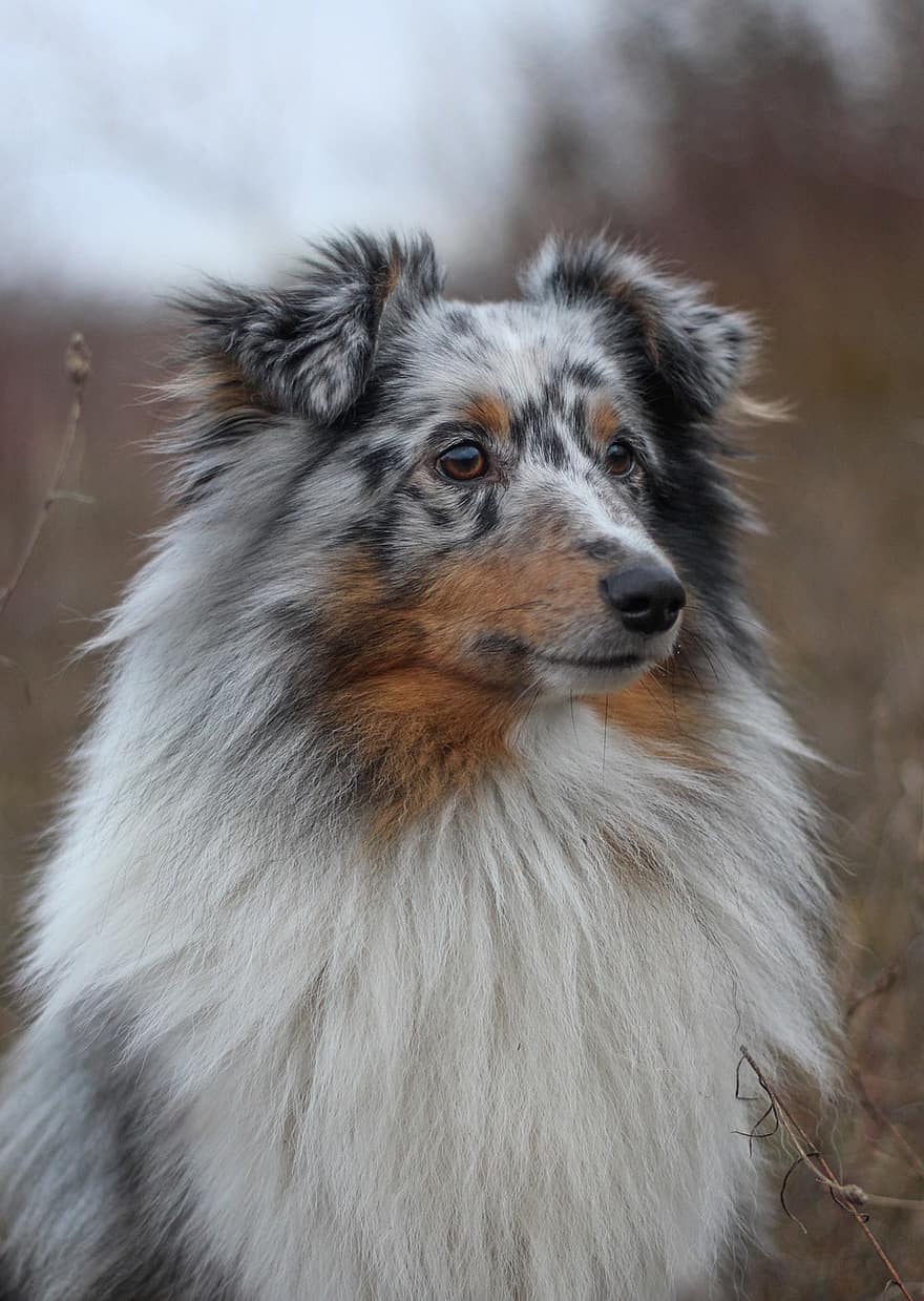 hond, de herdershond van Shetland, sheltie, dieren in het wild, dier, natuur, schemer, huisdier