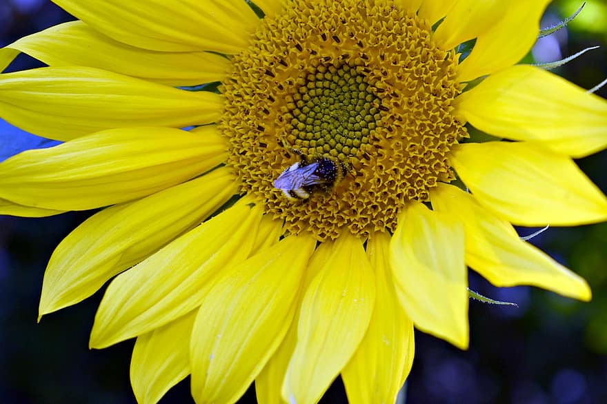 пчела, земна пчела, слънчоглед, насекомо, цвете, нектар, флора